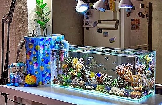 Best Aquarium